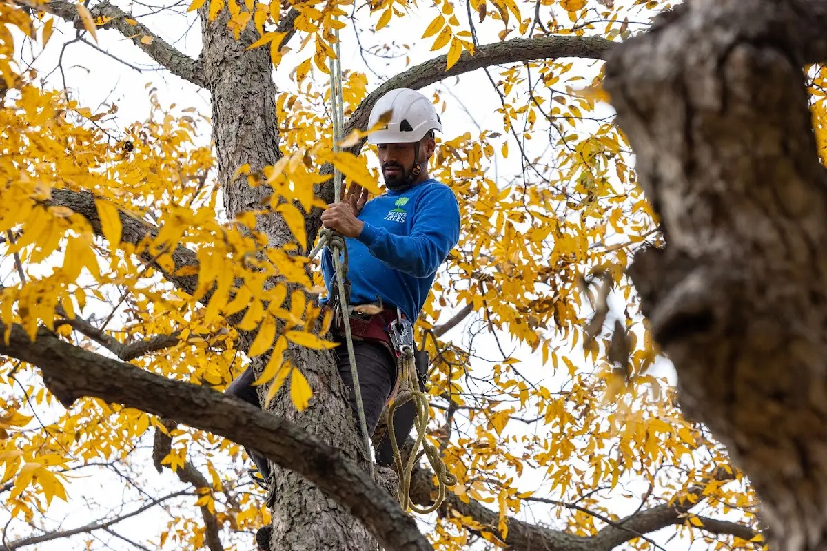 Skilled Storm Damage Cleanup crew working in Leon